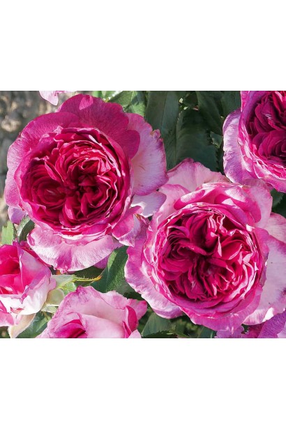 Розкритий бутон троянди Тьєррі Маркс з контрастною серединкою